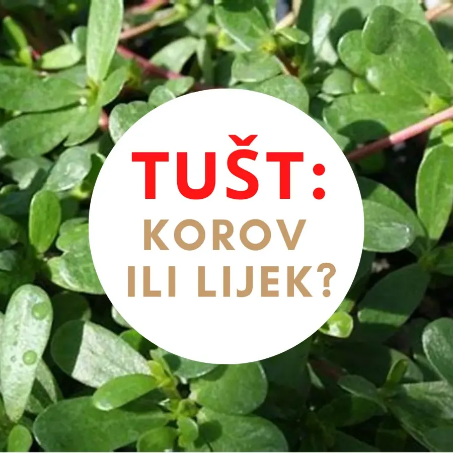 Tušt: korov ili lijek