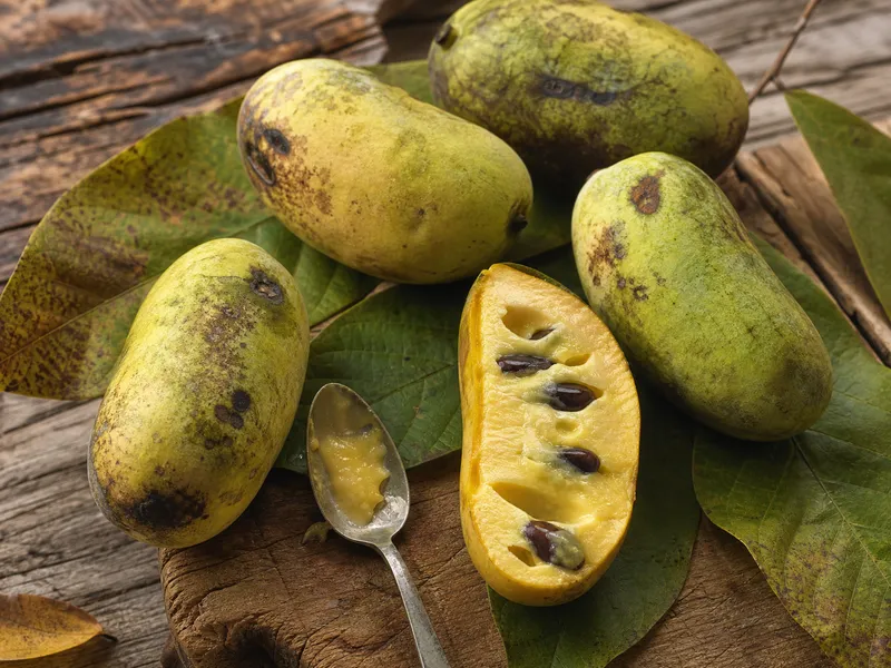 Indijanska banana: voćka koja uopće nije banana